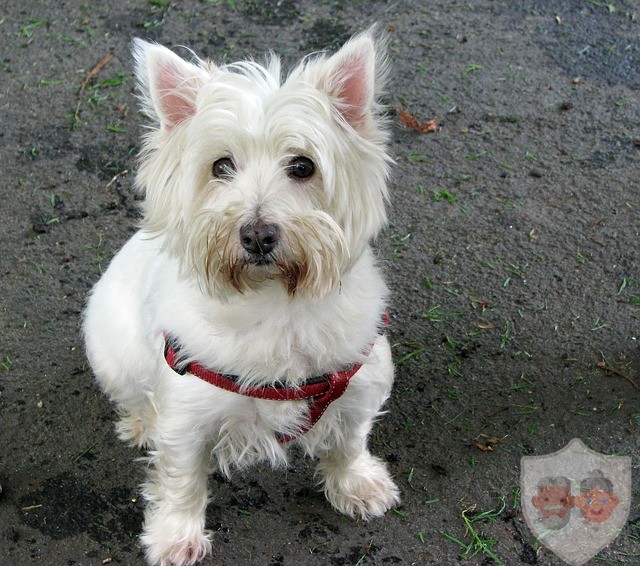 west-highland-white-terrier